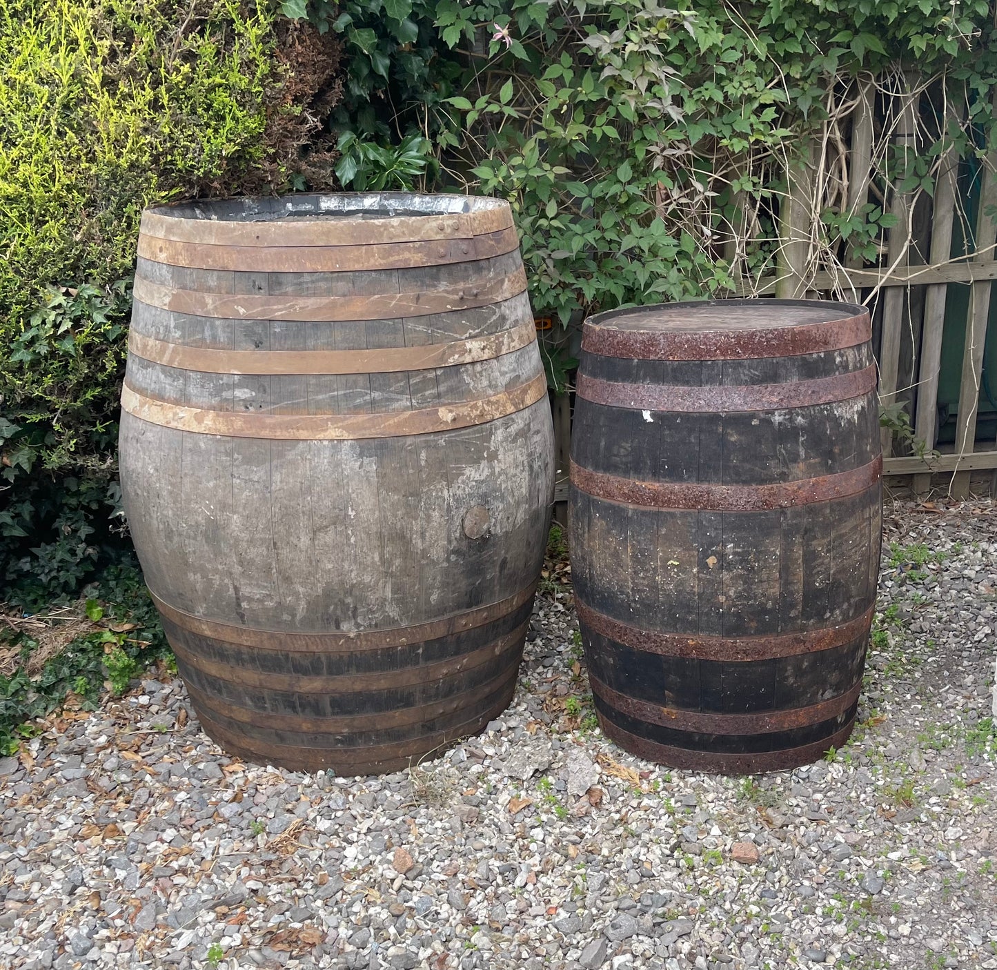 XL 500L whole oak barrel