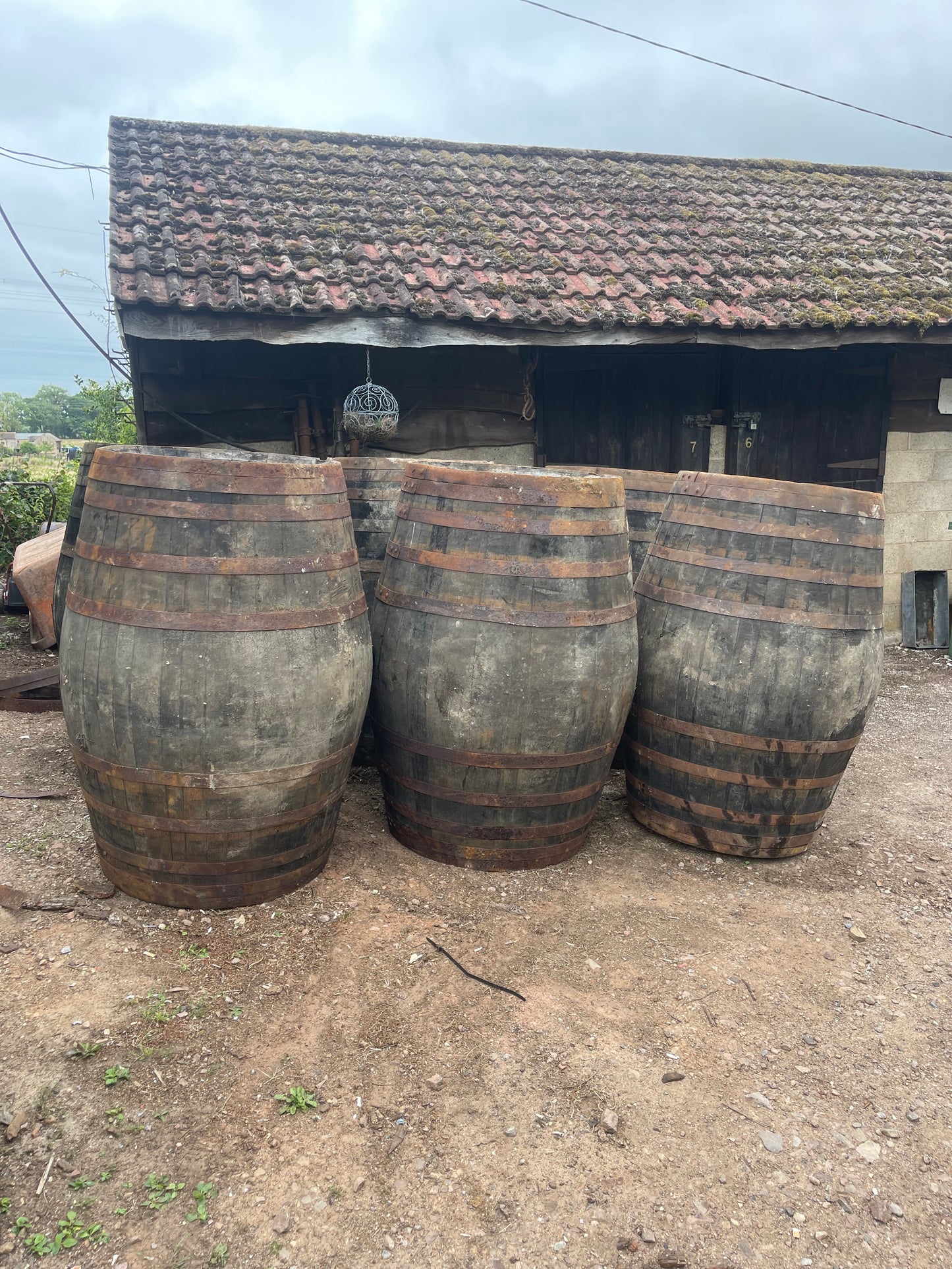 XL 500L whole oak barrel